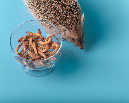 Nutrition with live protein of dwarf hedgehogs. On a blue background, a hedgehog and a bowl of mealworms