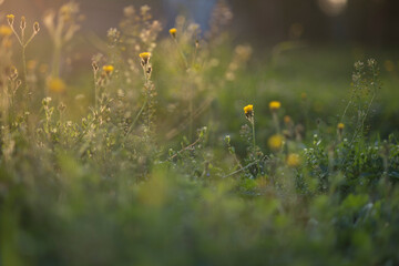 tea plants with sun rays