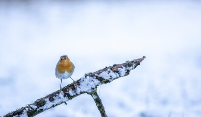 The European robin on a snowy day