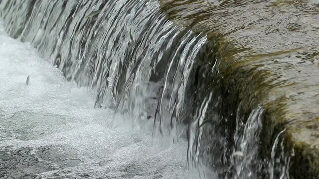 Water flowing across low head dam with strong current, tiny fish trying to jump up against the tide, slow motion from 120 fps