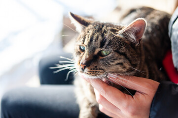 Lazy cat lying on the sun