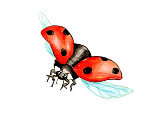 Hand drawn watercolor colorful illustration of ladybird isolated on white background.