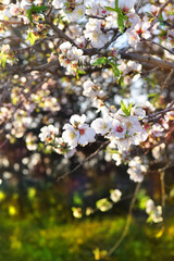 branches of a blossoming peach tree close-up on blurred background ideal as a floral wallpapers