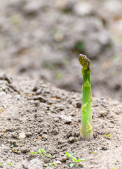 Green asparagus plant growing on field ready to harvest
