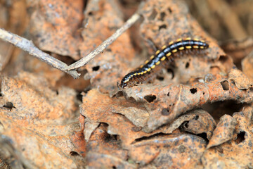 A horse crawls on a dead leaf, North China