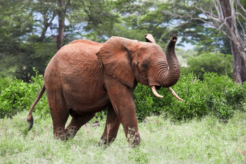 Fototapeta na wymiar Elephant with a trunk raised