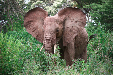 Fototapeta na wymiar Elephant flapping ears