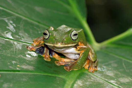 tree frog sitting on a leaves, flying frogs