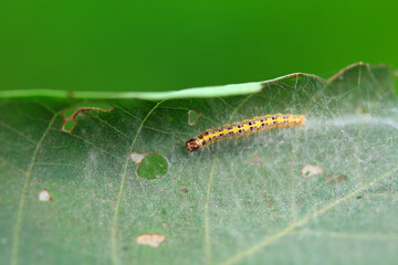 A Lepidoptera larva in nature, North China