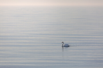 Swan a early calm morning