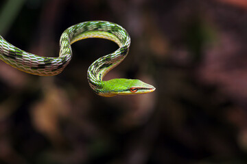 green snake, asian vine-snake, ahaetulla nasuta