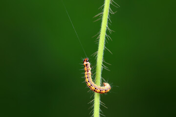 A Lepidoptera larva in nature, North China