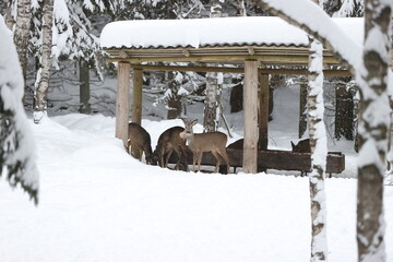 White tail female deer standing in the winter snow