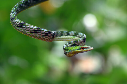 green snake, asian vine-snake, ahaetulla nasuta