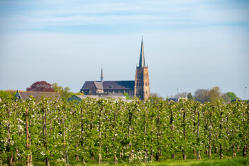 Springtime in fruit region Betuwe in Netherlands, Dutch church and blossoming orchard with apple, pear, cherry and pear trees