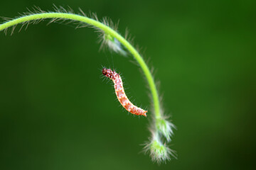 A Lepidoptera larva in nature, North China