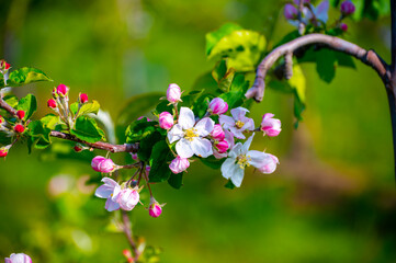Pink blossom of apple fruit trees in springtime in farm orchards, Betuwe, Netherlands, close up