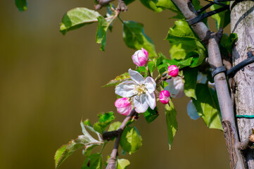 Pink blossom of apple fruit trees in springtime in farm orchards, Betuwe, Netherlands, close up