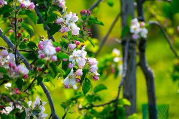 Rows with blossoming apple fruit trees in springtime in farm orchards, Betuwe, Netherlands, close up