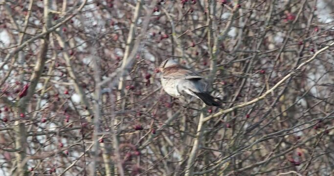 grive litorne (Turdus pilaris) mangeant des baies dans une haie