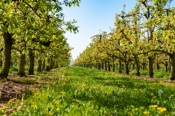 Fototapeta premium Rows with plum or pear trees with white blossom in springtime in farm orchards, Betuwe, Netherlands