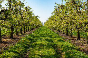 Rows with plum or pear trees with white blossom in springtime in farm orchards, Betuwe, Netherlands