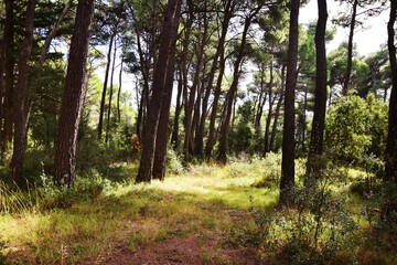 The mediterranean evergreen hard-leaved forest