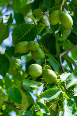 Walnut tree with big unripe nuts in green shell