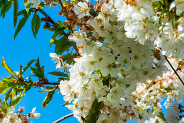 White blossom of  sour cherry kriek trees in springtime in farm orchards, Betuwe, Netherlands