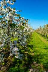 Rows with sour cherry kriek trees with white blossom in springtime in farm orchards, Betuwe, Netherlands
