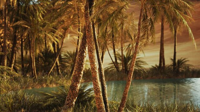 Oasis in hot Sahara Desert