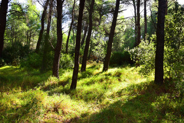 The mediterranean evergreen hard-leaved forest