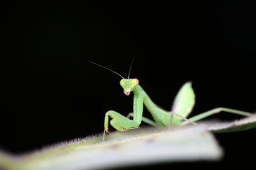 A mantis larva on the grass, North China