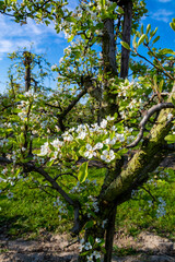 Rows with plum or pear trees with white blossom in springtime in farm orchards, Betuwe, Netherlands