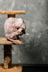 Sphynx cat sits on a scratching post. The cat licks its paw. Gray wall background. Vertical shot