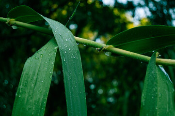 Hojas con gotas de agua