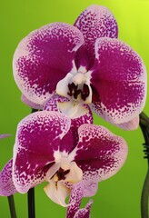 Purple orchid flowers close up macro shot isolated on green background