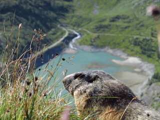 Fototapeta premium marmot in the mountains
