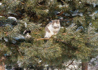 Cat on the pine tree.