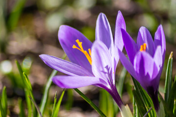 Beautiful crocus flower in spring backlight shows the bright side of spring and summer in flowery garden and shiny petals in front of a blurred background with yellow and purple petals