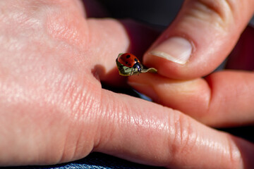 Hand of a woman with a little ladybug shows kindness, life and lucky summer day and taking care of nature and animals with summer joy and relaxation in spring on a sunny day with sunshine and fun