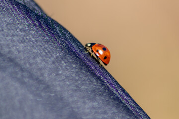 Beautiful black dotted red ladybug beetle climbing in a plant with blurred background and much copy space searching for plant louses to kill them as beneficial organism and useful animal in the garden