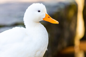 Cute white mallard duck with white feathers and a yellow beak swimming through reed on a garden pond on a sunny day shiny and beautiful looking for partners in spring in the warming sunshine