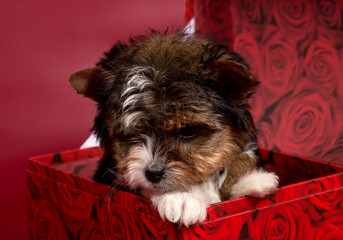  puppy biewer terrier dog sits in a box on a burgundy background.

