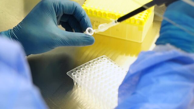 PCR test taking a sample from the tube coronavirus tube