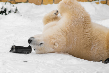Obraz na płótnie Canvas Polar bear (Ursus maritimus) named Rasputin playing with his toy. Selective focus.