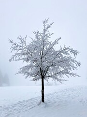 Fototapeta na wymiar Baum Winter Schnee Eis Weiss Schwarz