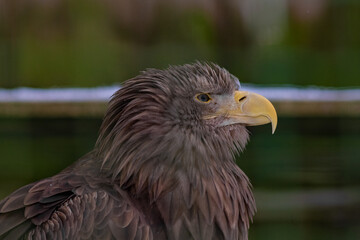 Close up portrait of a white tailed eagle. Selective focus.