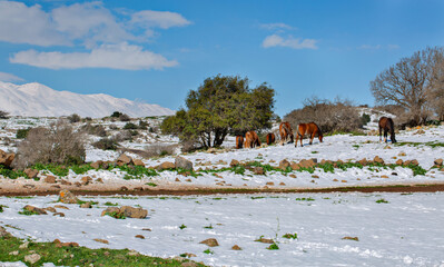 Horses at pasture in the snow