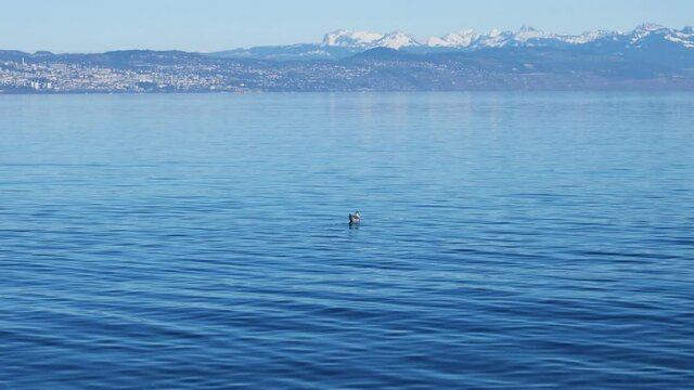 Un canard nage sur le lac L&eacute;man &agrave; St-Prex avec la cha&icirc;ne des Alpes en hiver